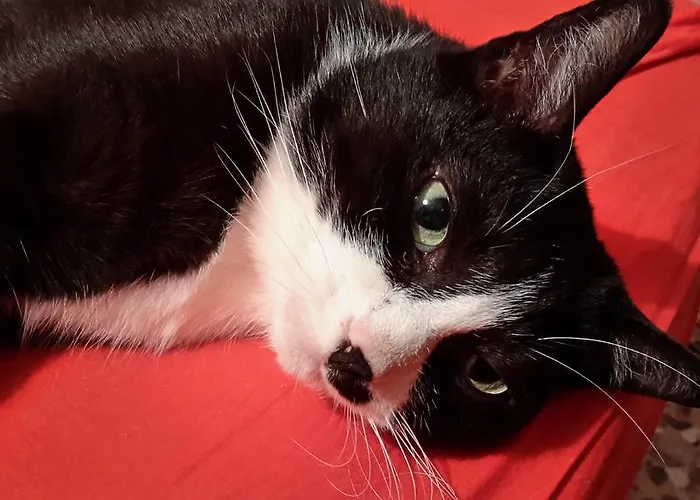 알베르고 트렌토 2*